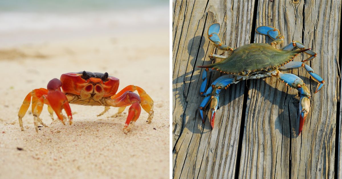 Can Chickens Eat Crab Shells? (A CalciumRich Supplement) Chicken