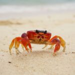 A cute crab on a beach,