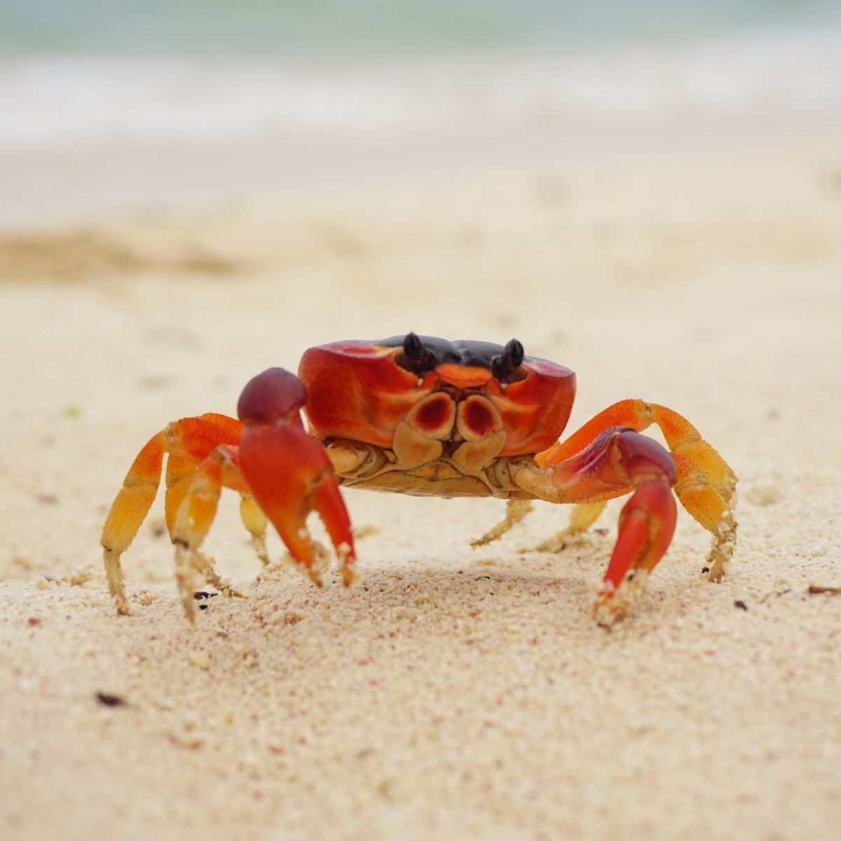 Can Chickens Eat Pea Pods? How to Feed Them Chicken & Chicks Info