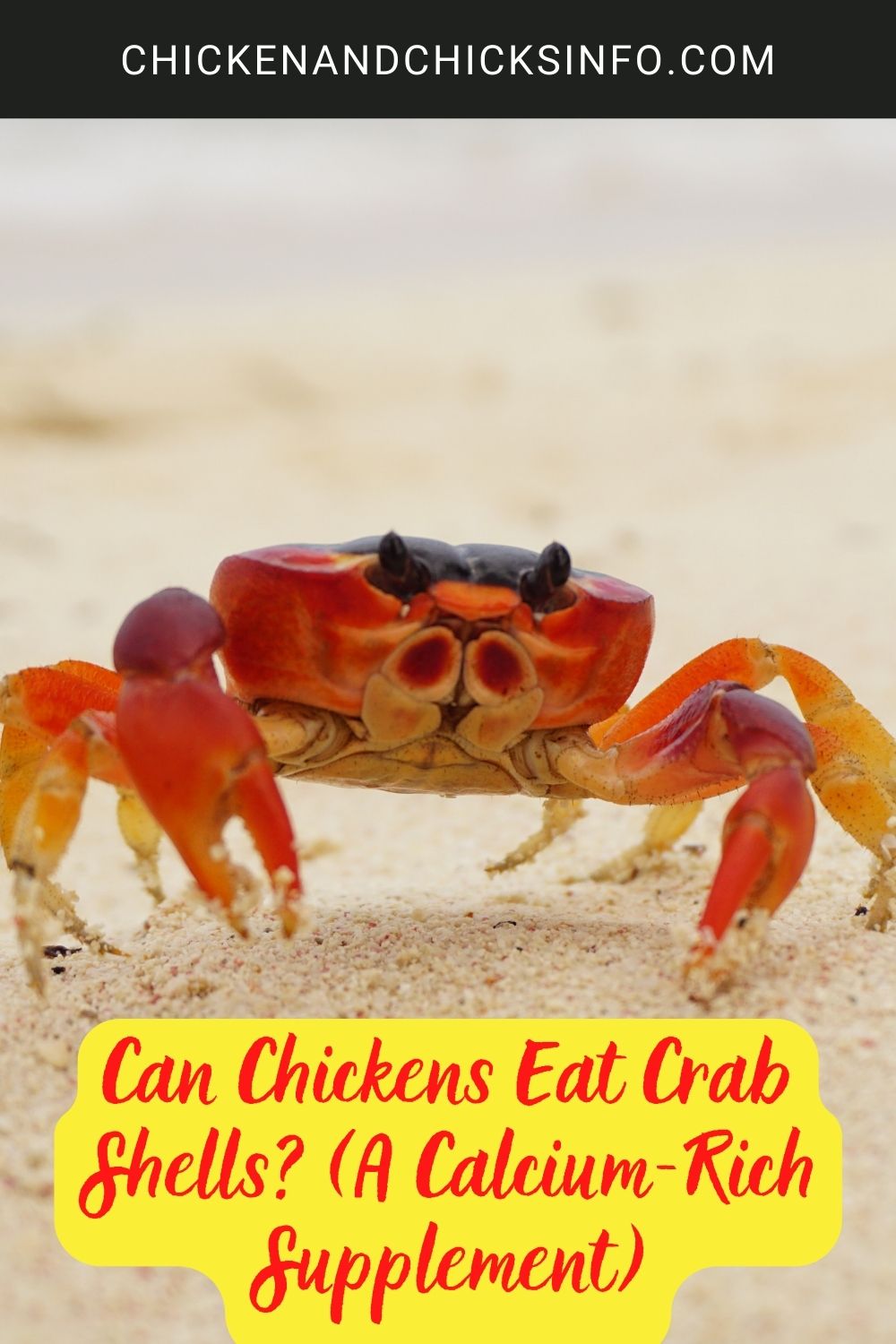 Can Chickens Eat Crab Shells? (A Calcium-Rich Supplement) poster.
