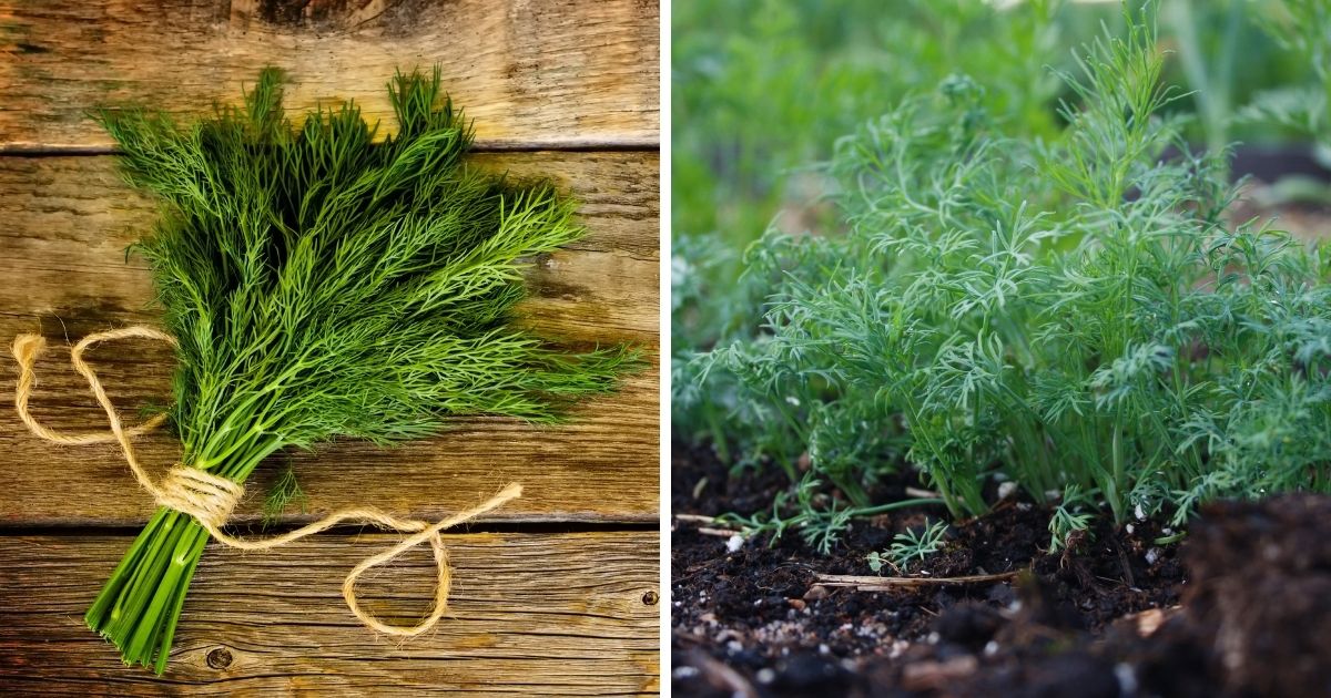 Can Chickens Eat Dill? (Benefits of Herbs for Chickens) Chicken