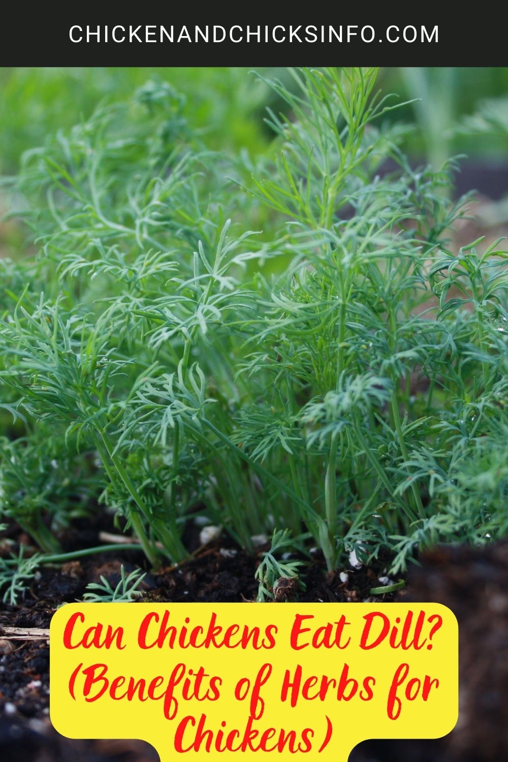 Can Chickens Eat Dill? (Benefits of Herbs for Chickens) poster.
