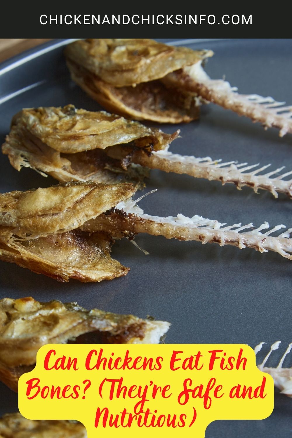 Can Chickens Eat Fish Bones? (They're Safe and Nutritious) poster.
