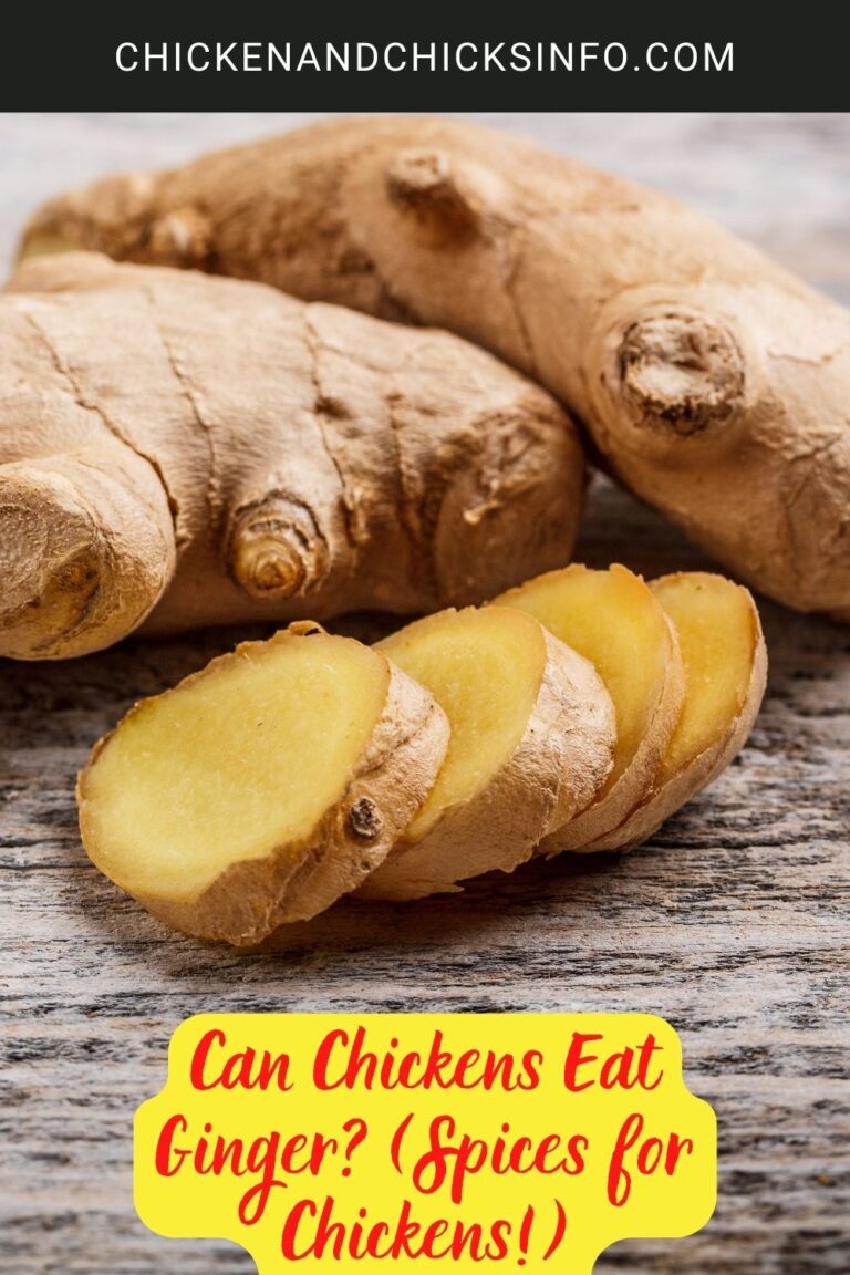 Can Chickens Eat Ginger? (Spices for Chickens!) Chicken & Chicks Info