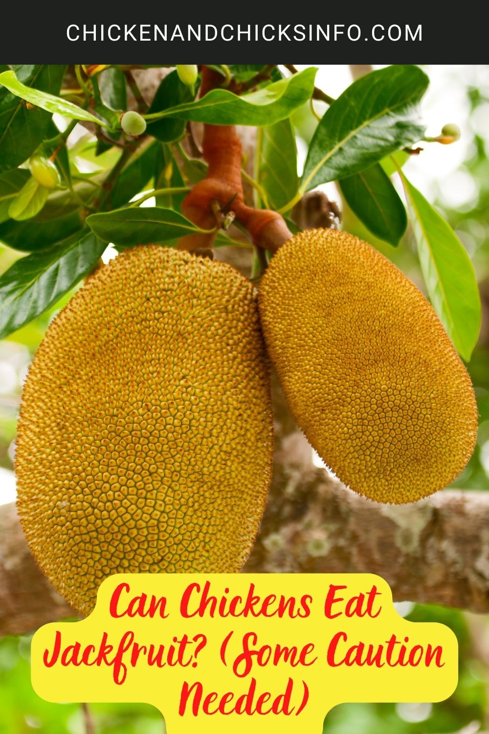 Can Chickens Eat Jackfruit? (Some Caution Needed) poster.
