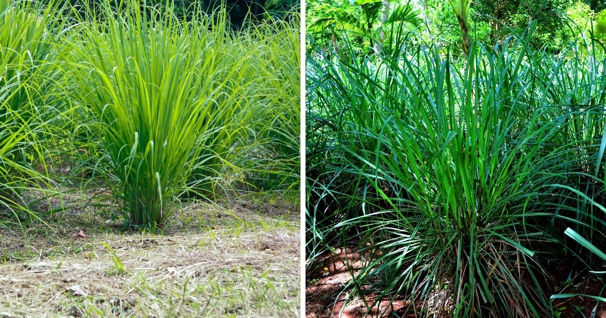 Can Chickens Eat Lemongrass? (Health Benefits & Uses) Chicken & Chicks Info