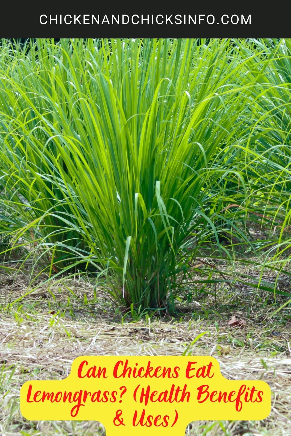 Can Chickens Eat Lemongrass? (Health Benefits & Uses) poster.
