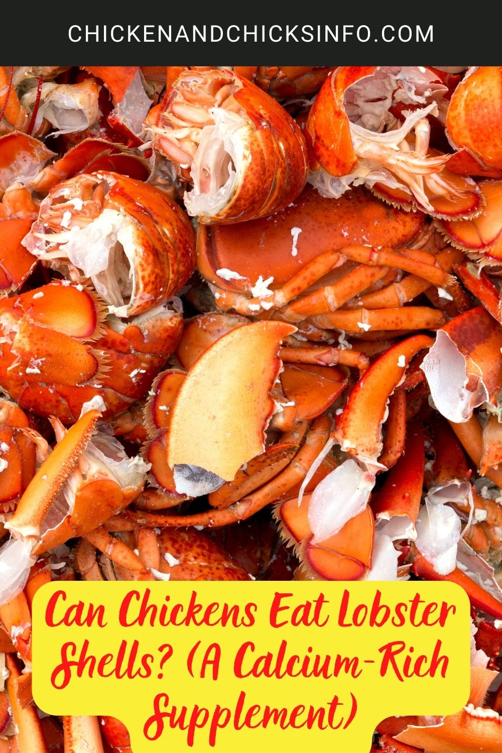 Can Chickens Eat Lobster Shells? (A Calcium-Rich Supplement) poster.
