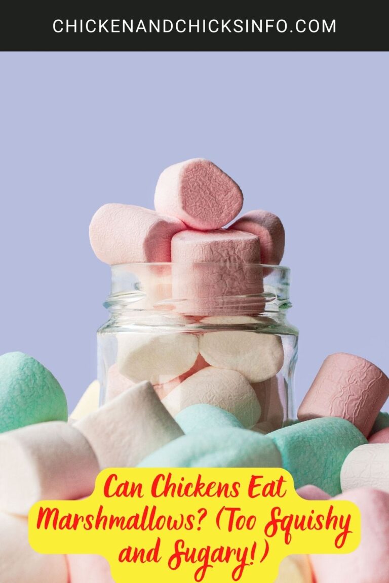 Can Chickens Eat Marshmallows? (Too Squishy and Sugary!) Chicken
