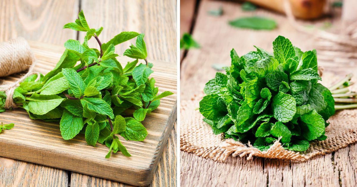 Can Chickens Eat Mint? (Cool and Refreshing + Healthy) Chicken