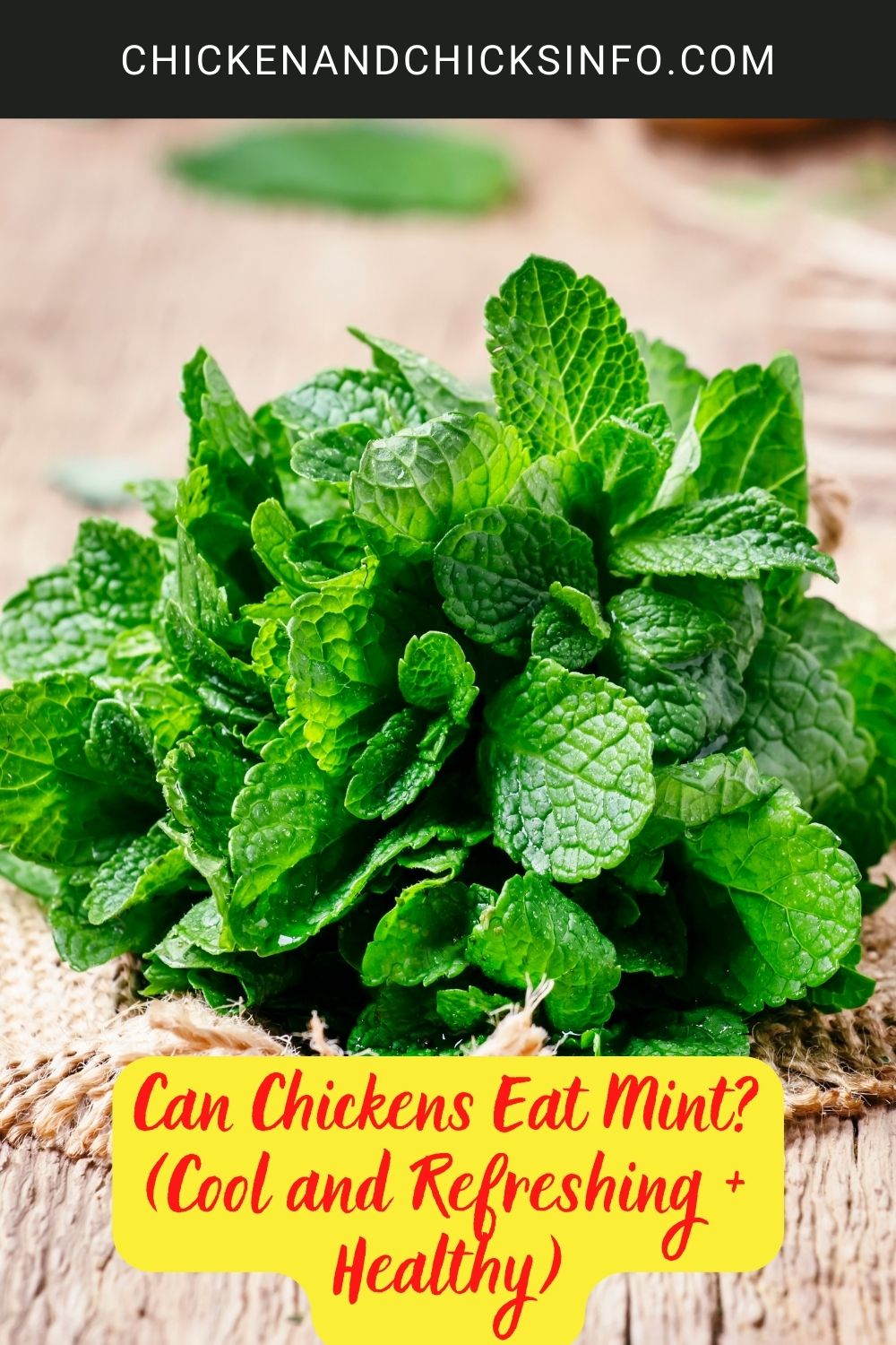 Can Chickens Eat Mint? (Cool and Refreshing + Healthy) poster.
