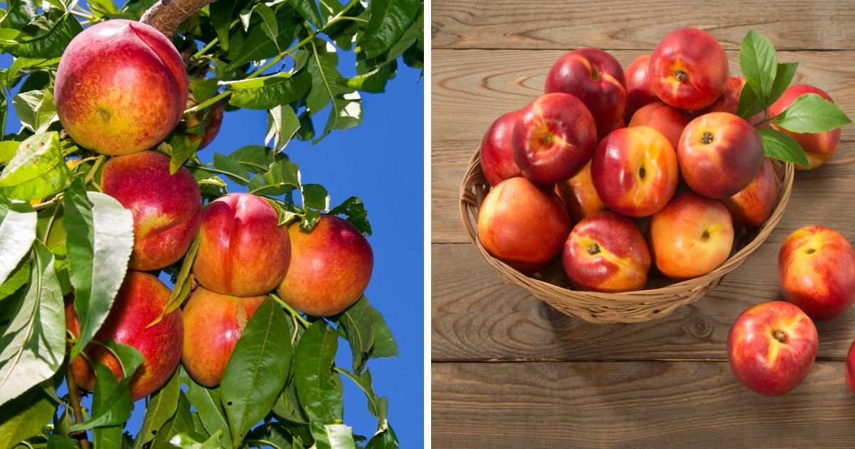 Can Chickens Eat Nectarines? (+ Other Healthy Treats for Chickens