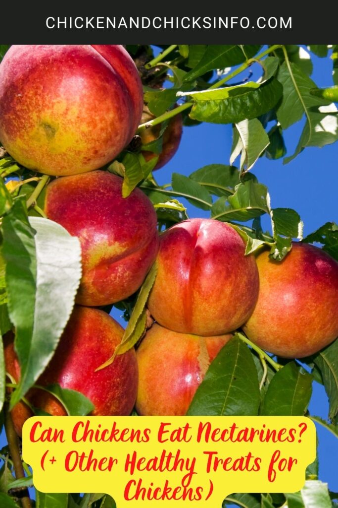 Can Chickens Eat Nectarines? (+ Other Healthy Treats for Chickens