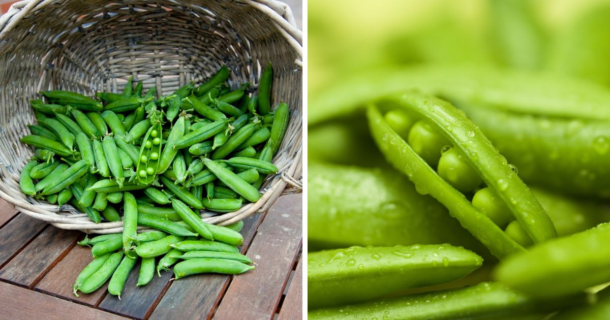 Can Chickens Eat Pea Pods? How to Feed Them Chicken & Chicks Info