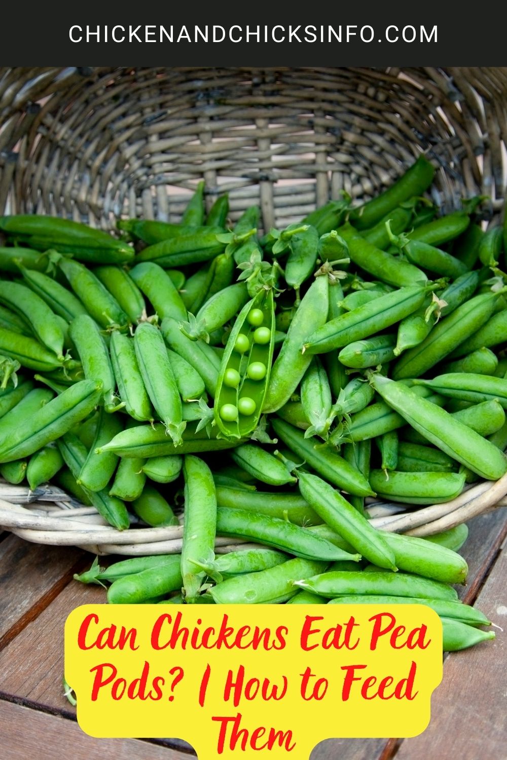 Can Chickens Eat Pea Pods? | How to Feed Them poster.  