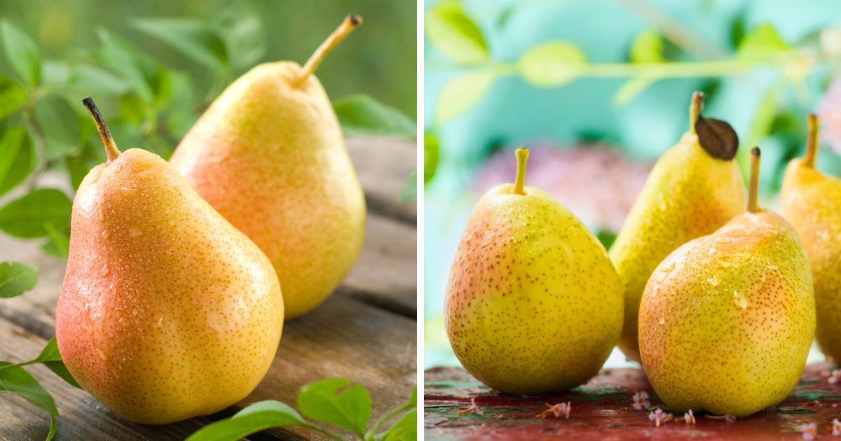Can Chickens Eat Pears? (Nutritional Benefits of Fruits) Chicken