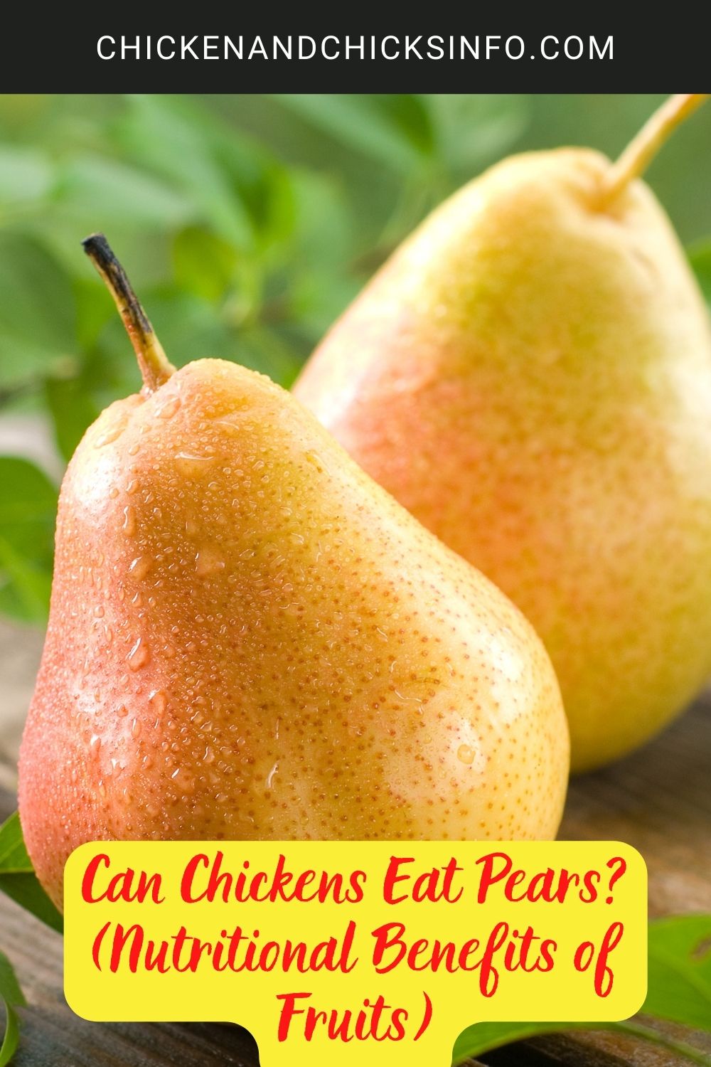 Can Chickens Eat Pears? (Nutritional Benefits of Fruits) poster.
