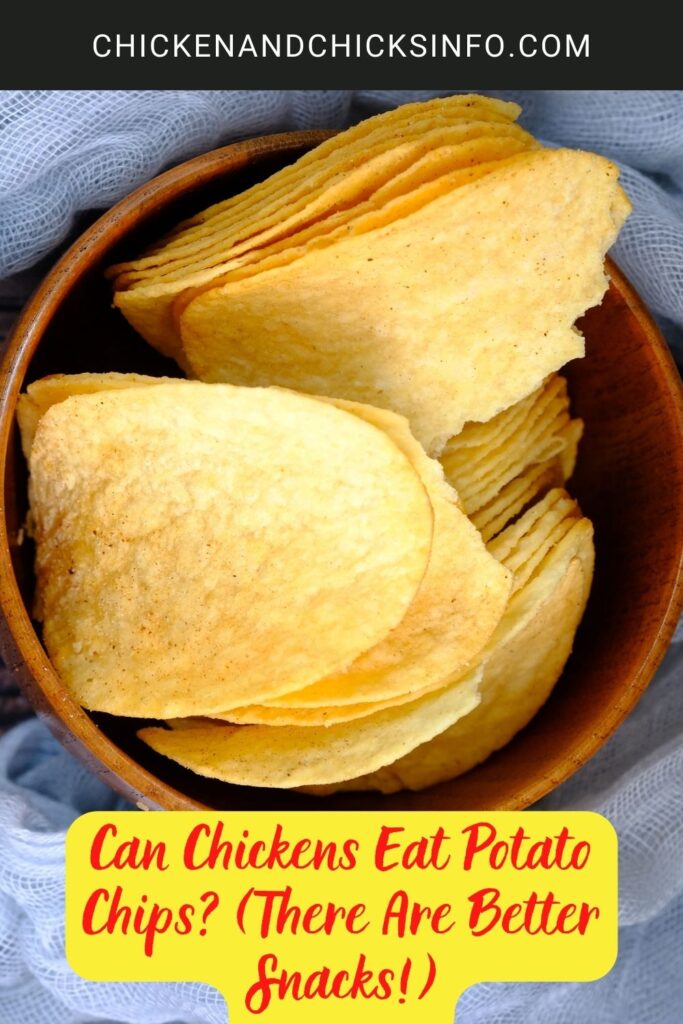 Can Chickens Eat Potato Chips? (There Are Better Snacks!) Chicken