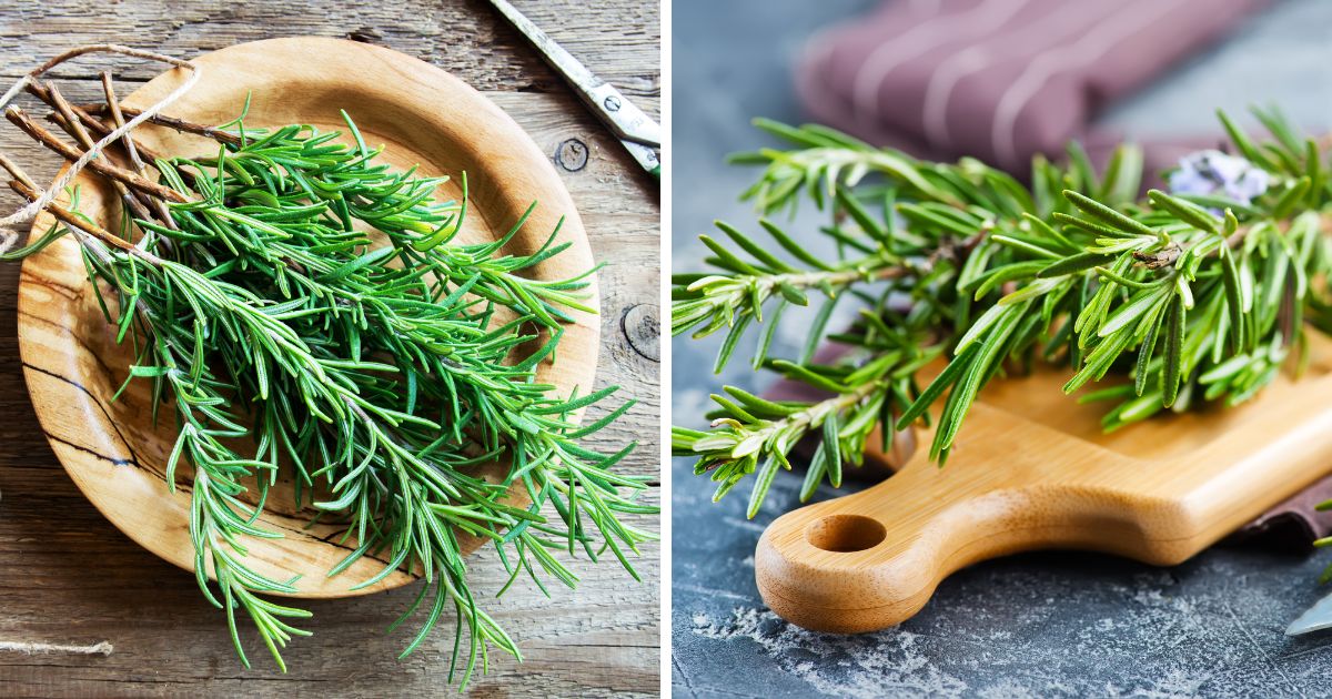 Can Chickens Eat Rosemary? (Plus Other Powerful Herbs) Chicken