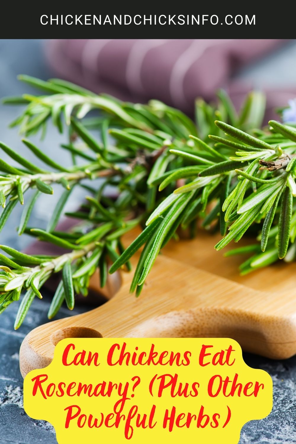 Can Chickens Eat Rosemary? (Plus Other Powerful Herbs) poster.
