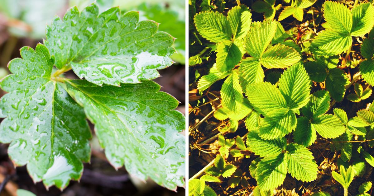 Can Chickens Eat Strawberry Leaves? (Surprisingly Nutritious!) Chicken & Chicks Info
