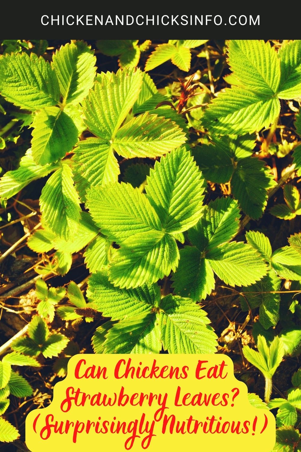 Can Chickens Eat Strawberry Leaves? (Surprisingly Nutritious!) poster.

