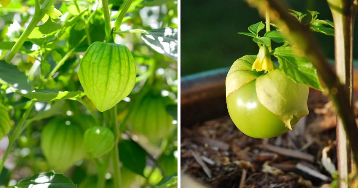 Can Chickens Eat Tomatillos? Precautions With Nightshade Fruits