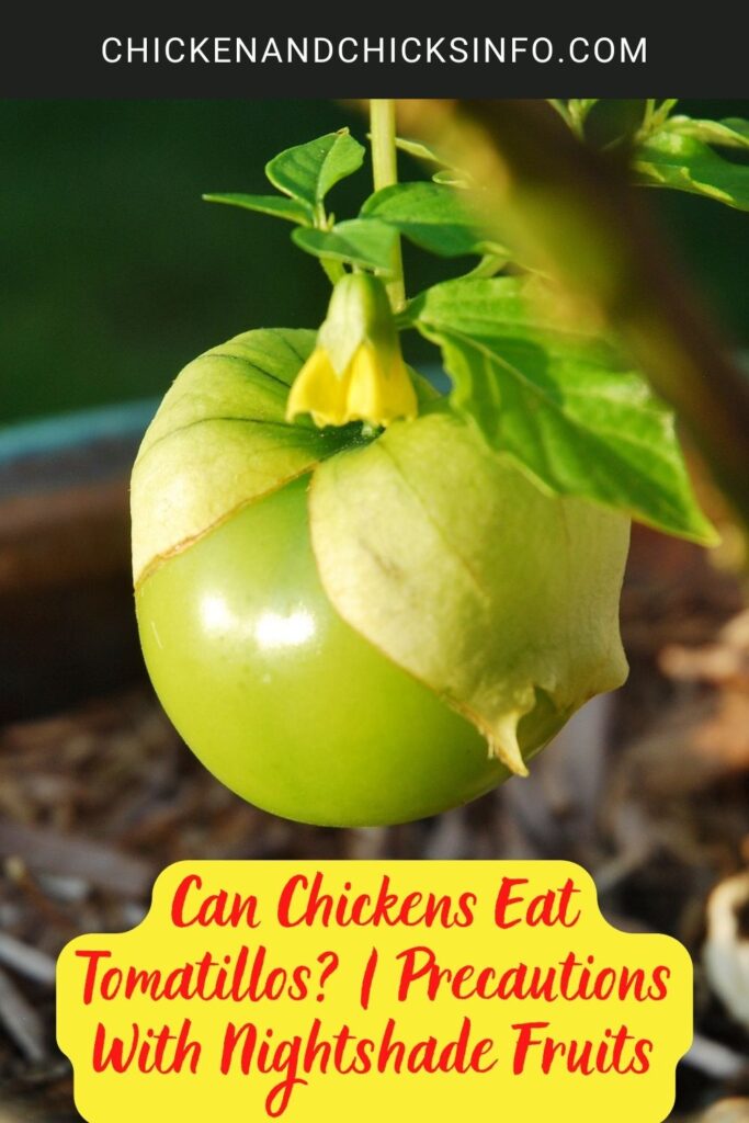 Can Chickens Eat Tomatillos? Precautions With Nightshade Fruits