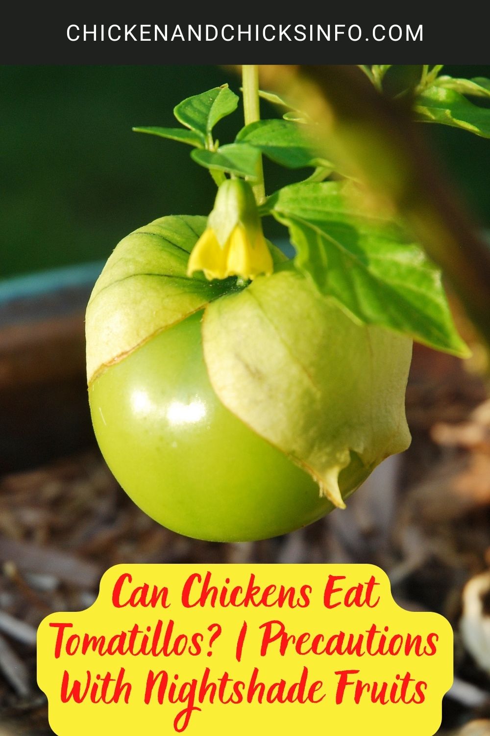 Can Chickens Eat Tomatillos? | Precautions With Nightshade Fruits poster.
