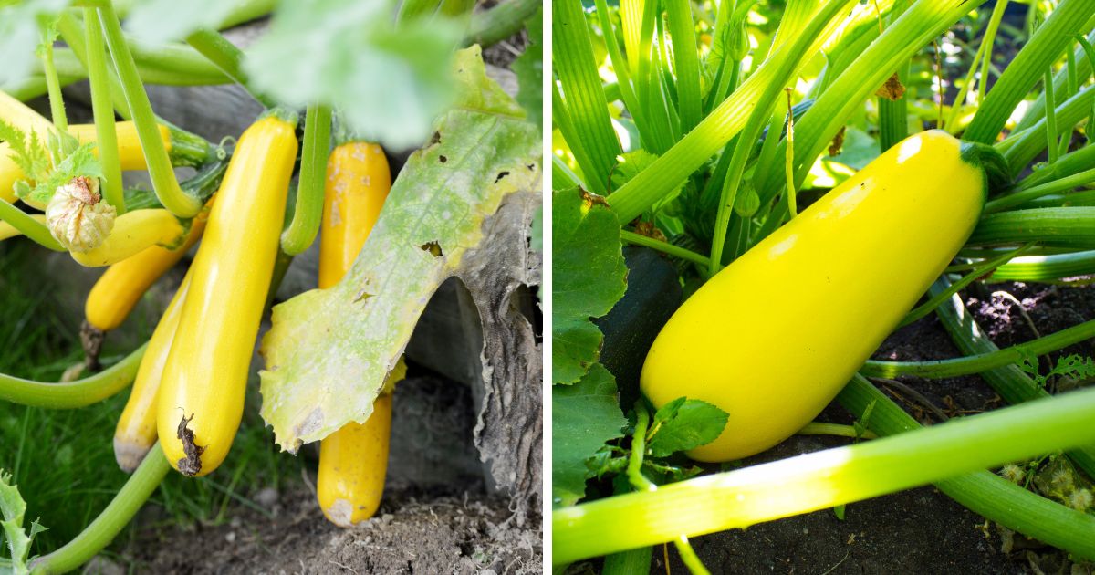 Can Chickens Eat Yellow Squash? (NutrientRich Veggies) Chicken