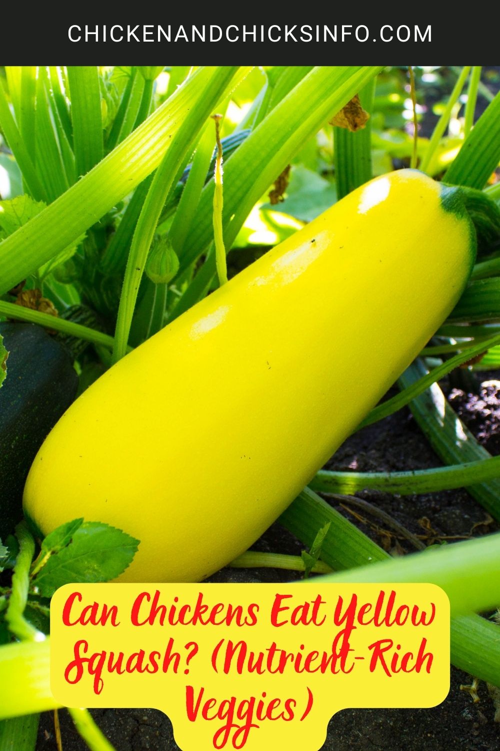 Can Chickens Eat Yellow Squash? (Nutrient-Rich Veggies) poster.
