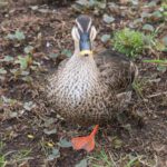 Cute colorful duck in a backyard.