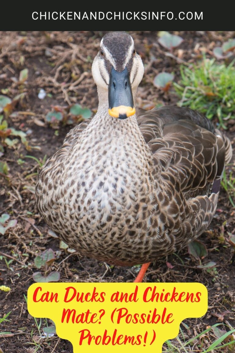 Can Ducks And Chickens Mate? (Possible Problems!) - Chicken & Chicks Info