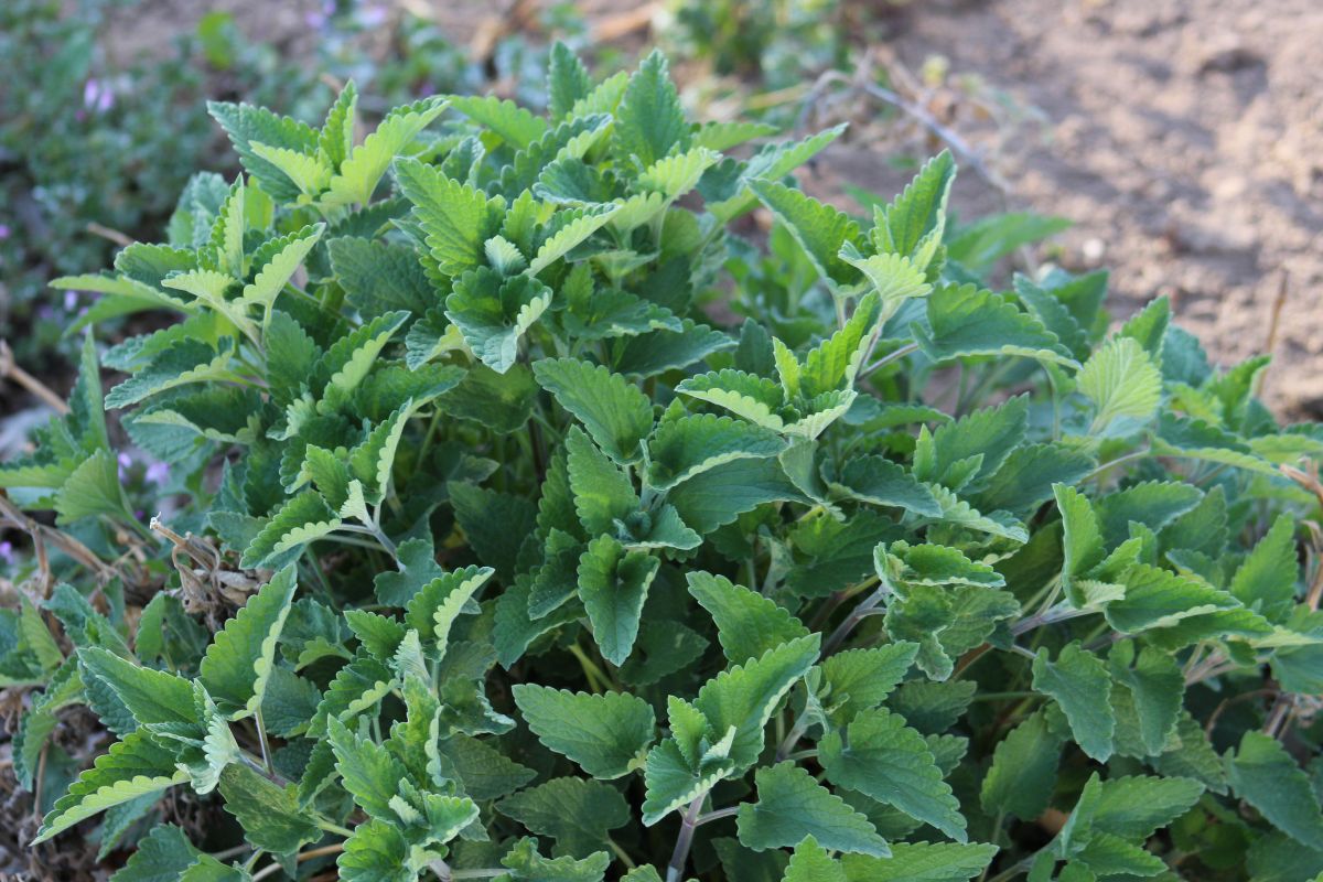 Catnip plant growing in a backyard.