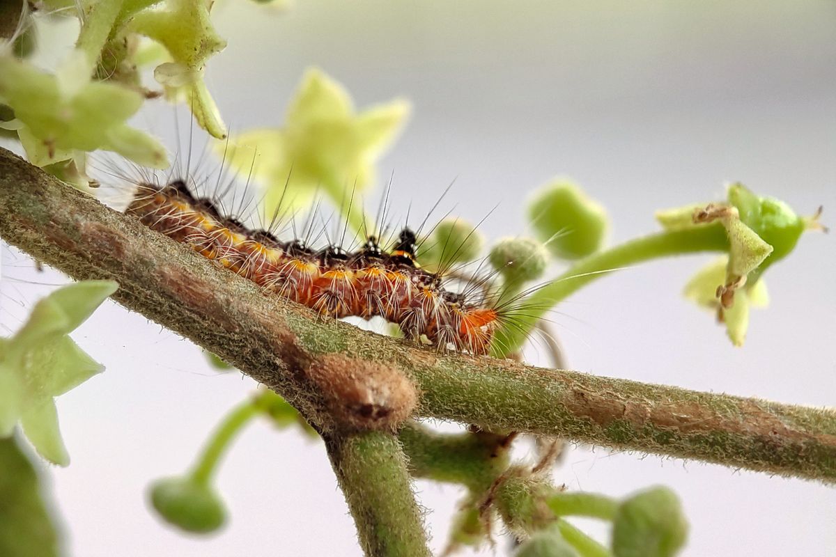 A spikey caterpillar on a plant stem.