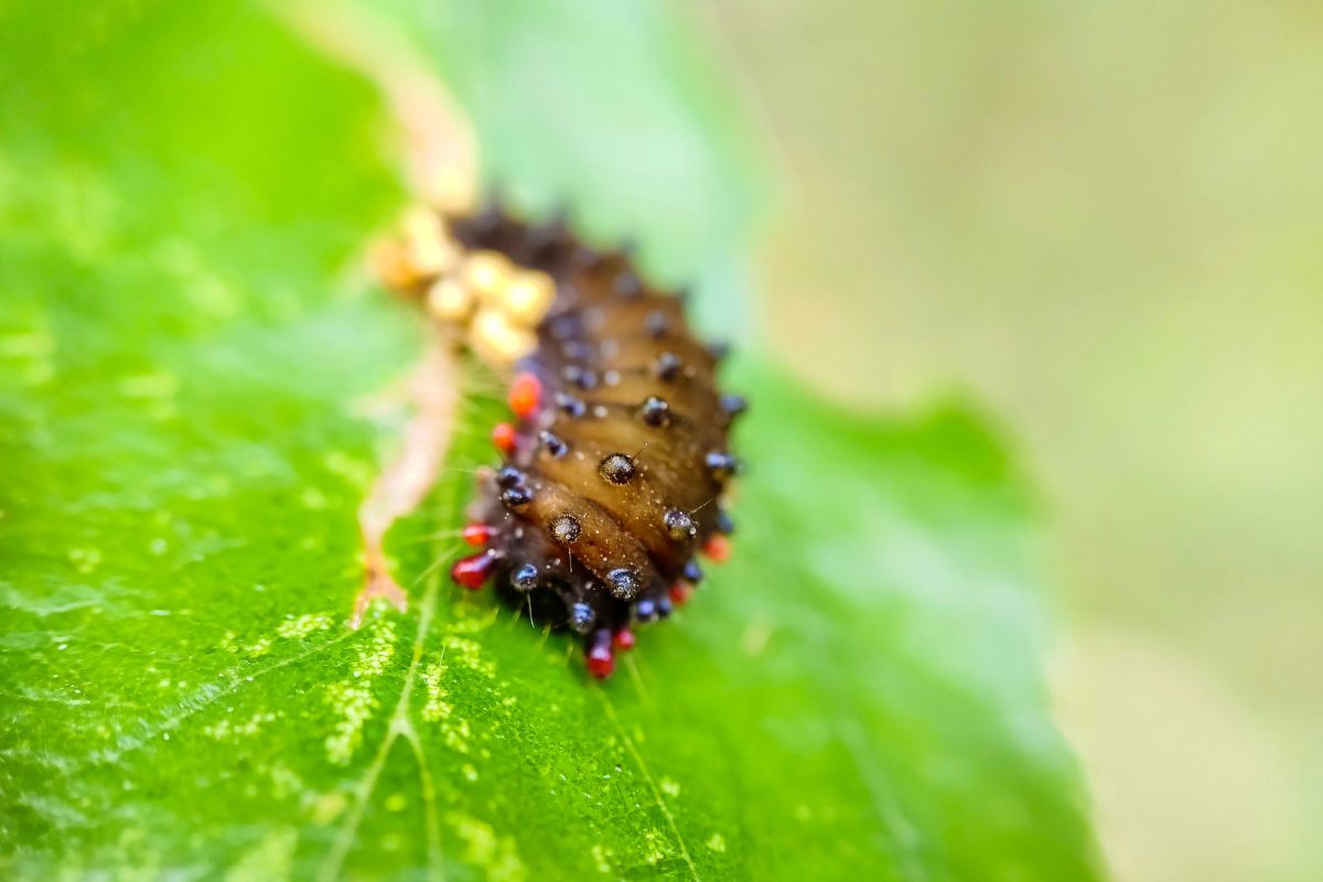 A brown caterpillar on a green leaf.