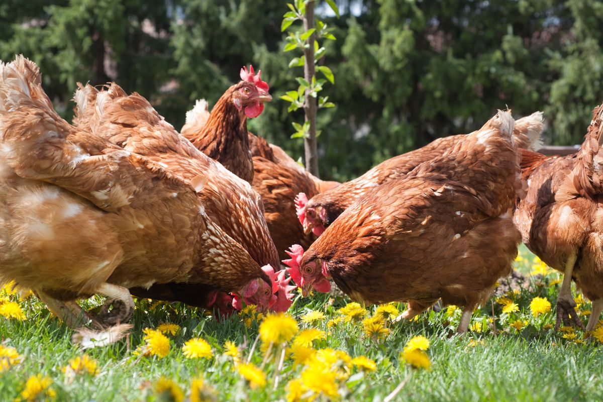 A bunch of brown chickens on a meadow with blooming dandelions.