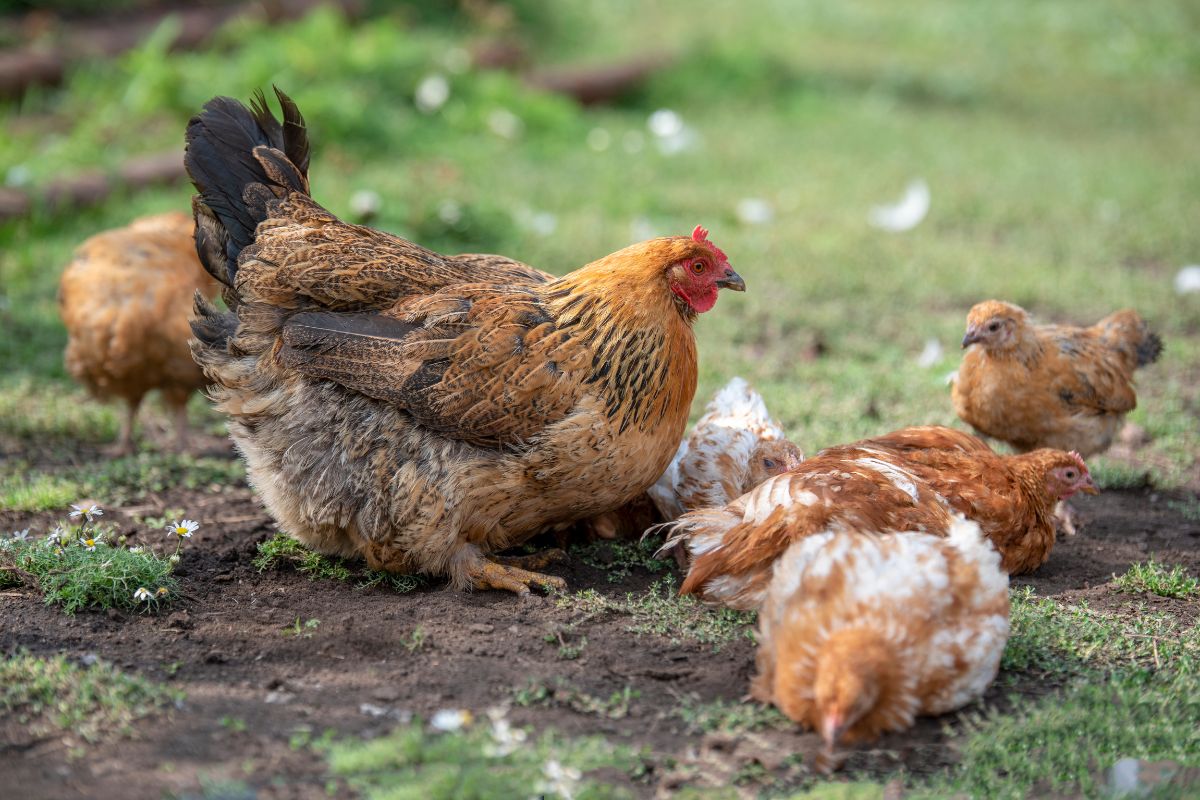 A big brown chicken digs a hole in the soil.