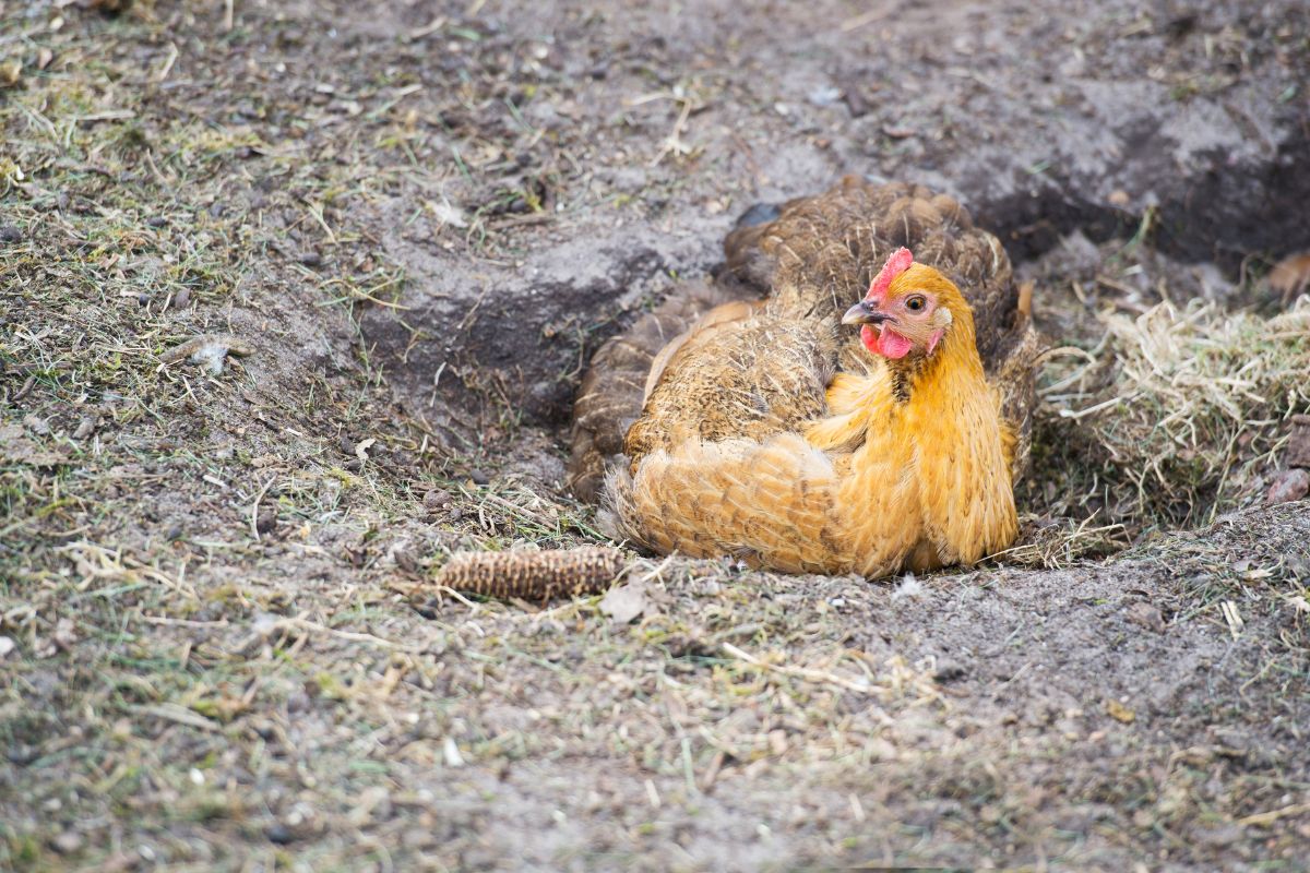 A brown chicken resting in a hole in the ground.
