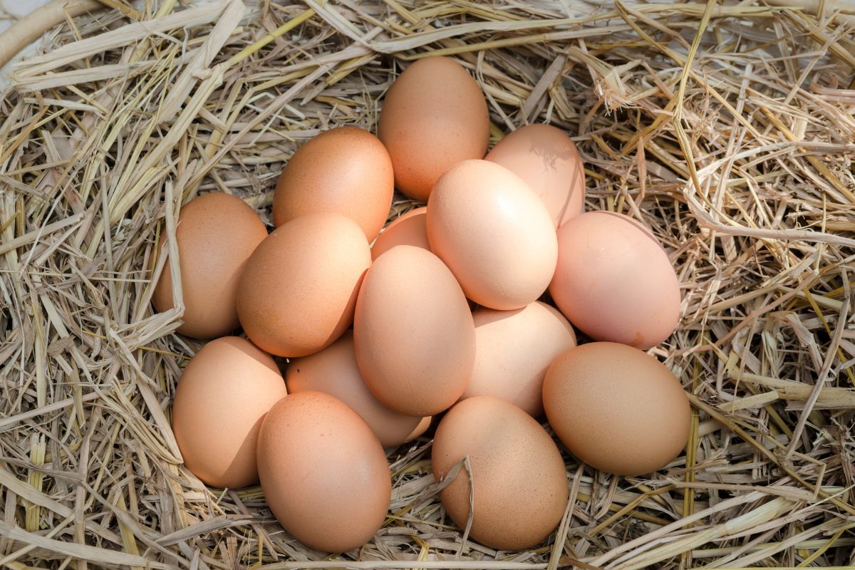 A bunch of chicken eggs in a nest.