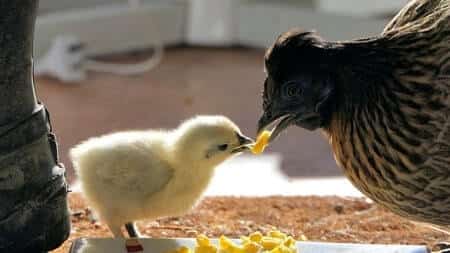 chicken feeding a chick some corn