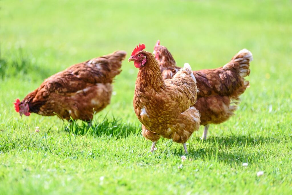 How Do Chickens Reproduce Without a Rooster? (It's Not What You Think
