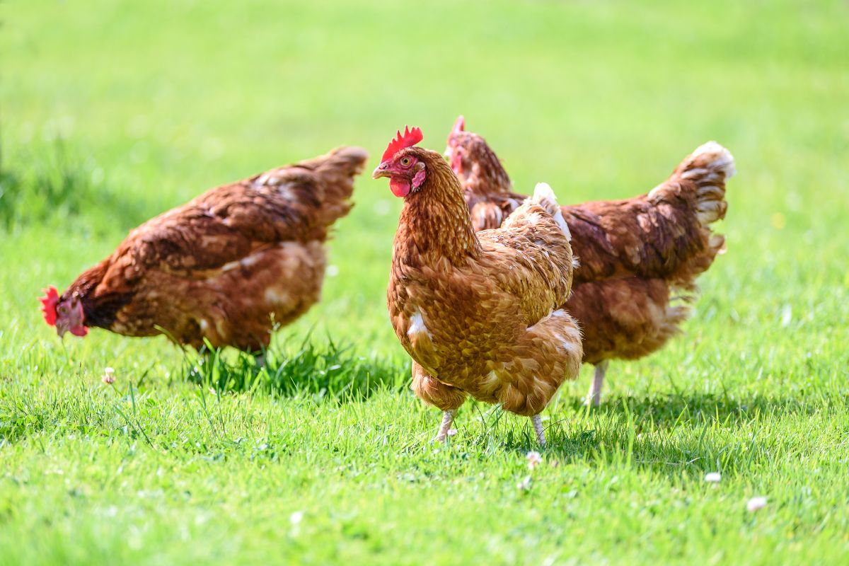 Three brown chicken on a green meadow.