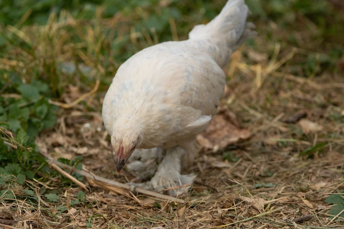 A white chicken foraging in a backyard.