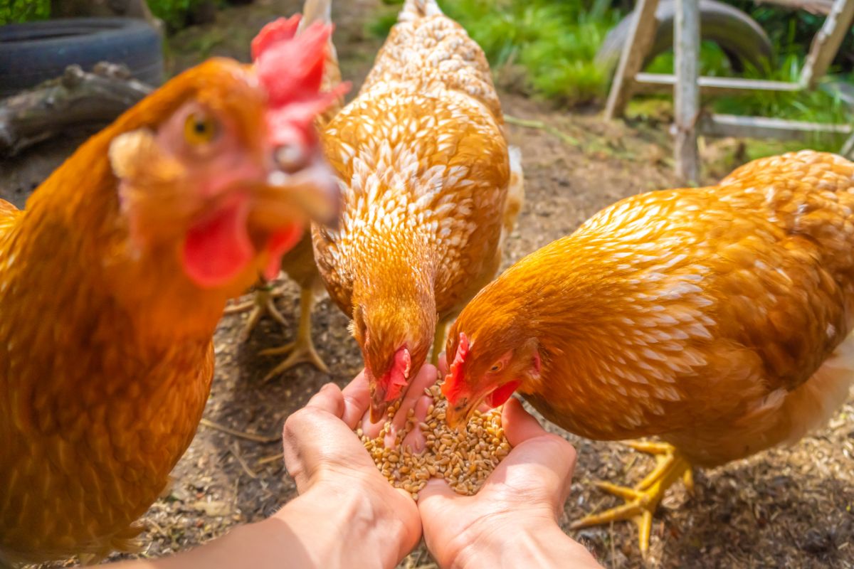 Chickens eating grain from farmer's hands.