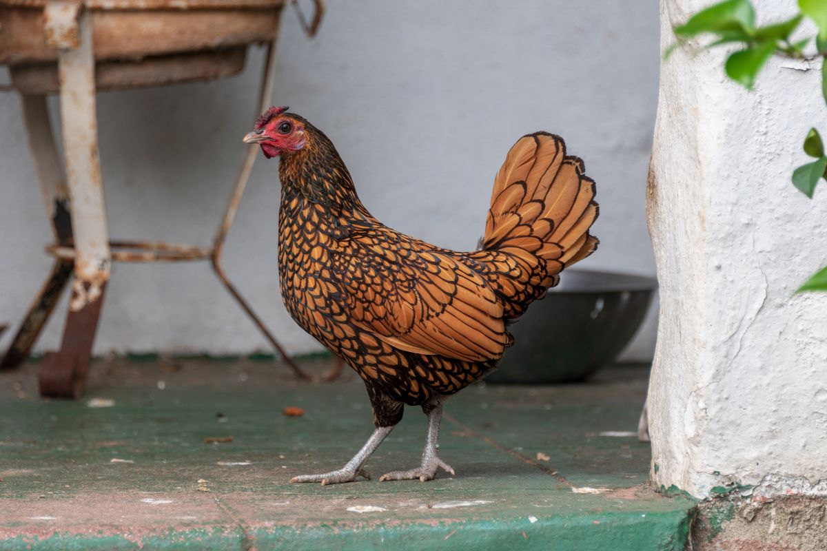 A brown chicken standing on a porch.