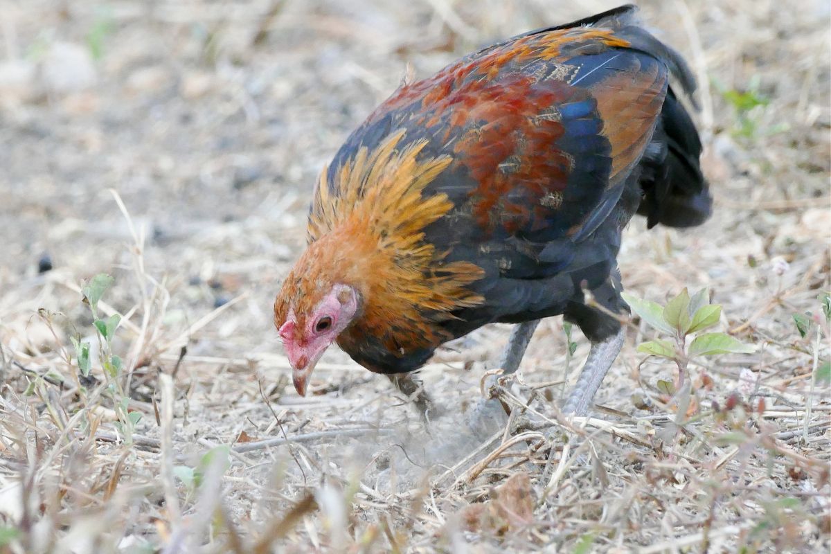 A brown chicken looking food in a backyard.