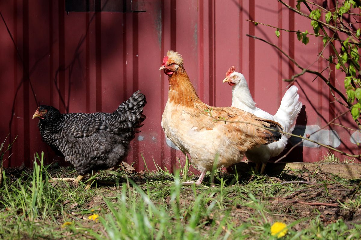 Three chickens in a backyard near a red fence.