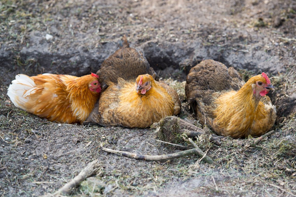 Three chickens resting in a hole in the ground.