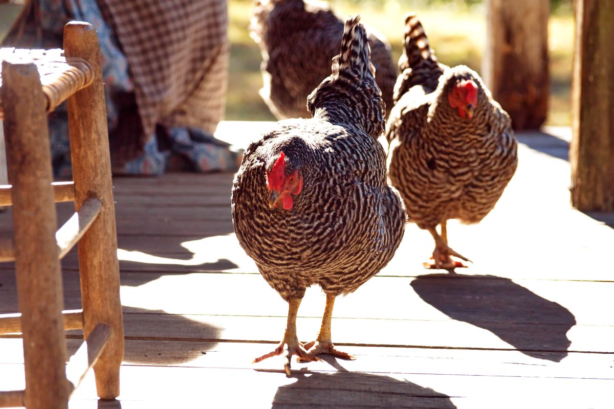 A bunch of gray chickens walking on a wooden porch.